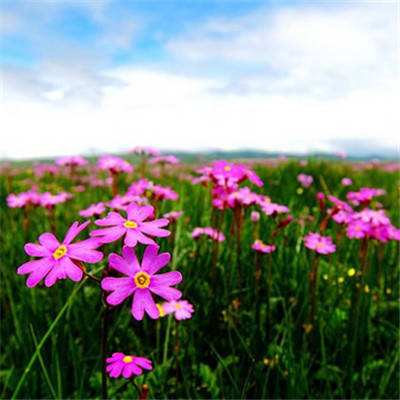 365体育亚洲官方入口app下载